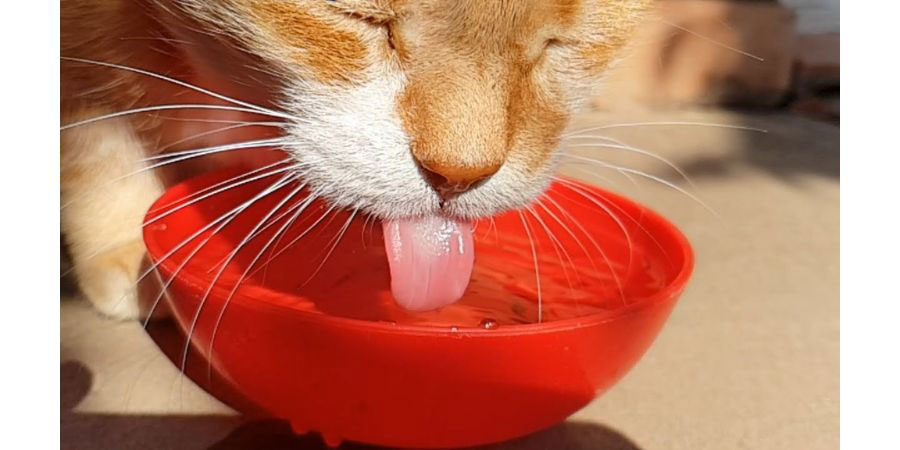 bebederos para gatos que tiran el agua