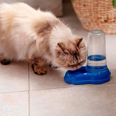 dosificador agua gatos
