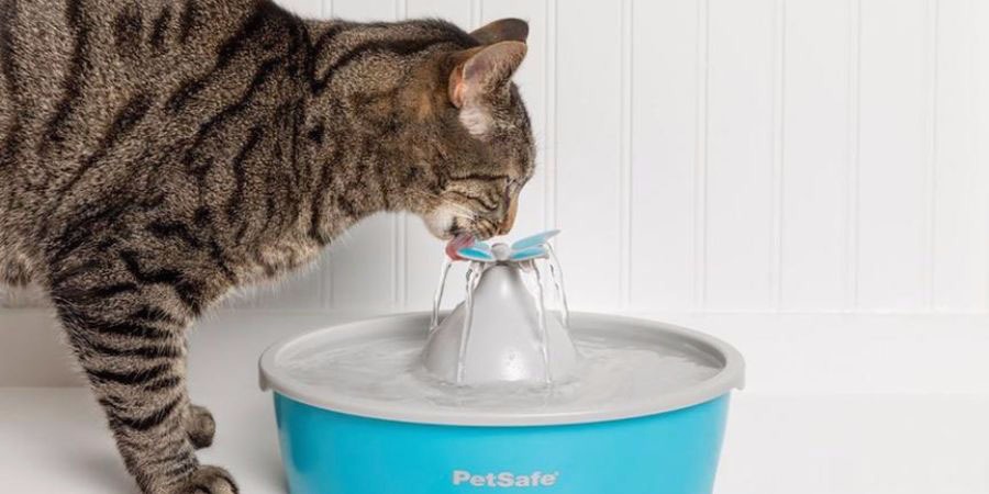 fuente agua para gatos
