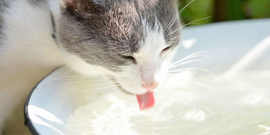 mi gato bebe mucha agua y orina poco