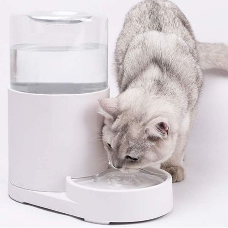 dispensador de agua gato