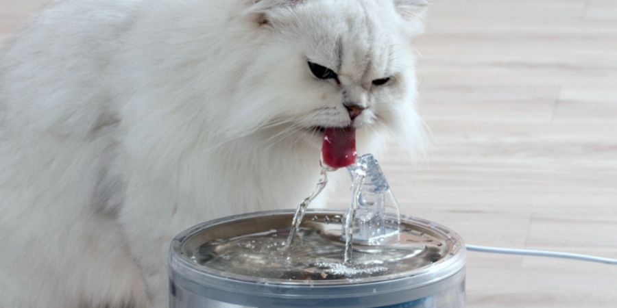bebedero para gato persa