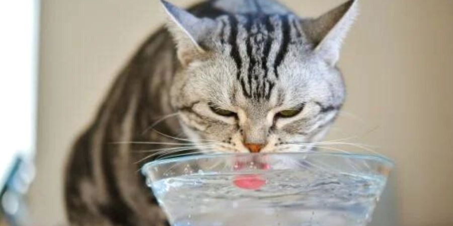 como hidratar a un gato en casa