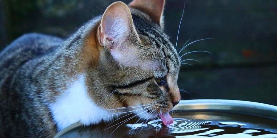 cuanta agua debe beber un gato al dia