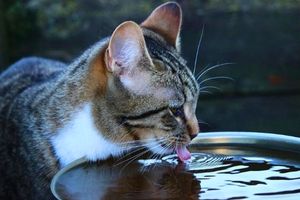 cuantas veces al dia debe tomar agua un gato