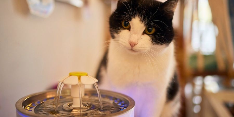 fuente de agua para gatos como funciona
