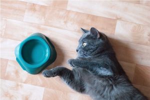 hidratar a un gato que no quiere tomar agua
