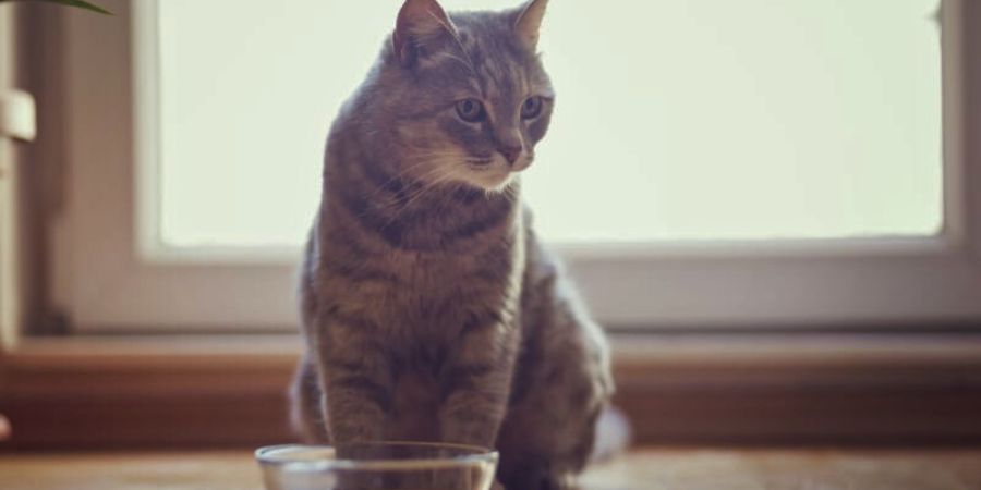 gato no toma agua
